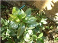 sarcococca
